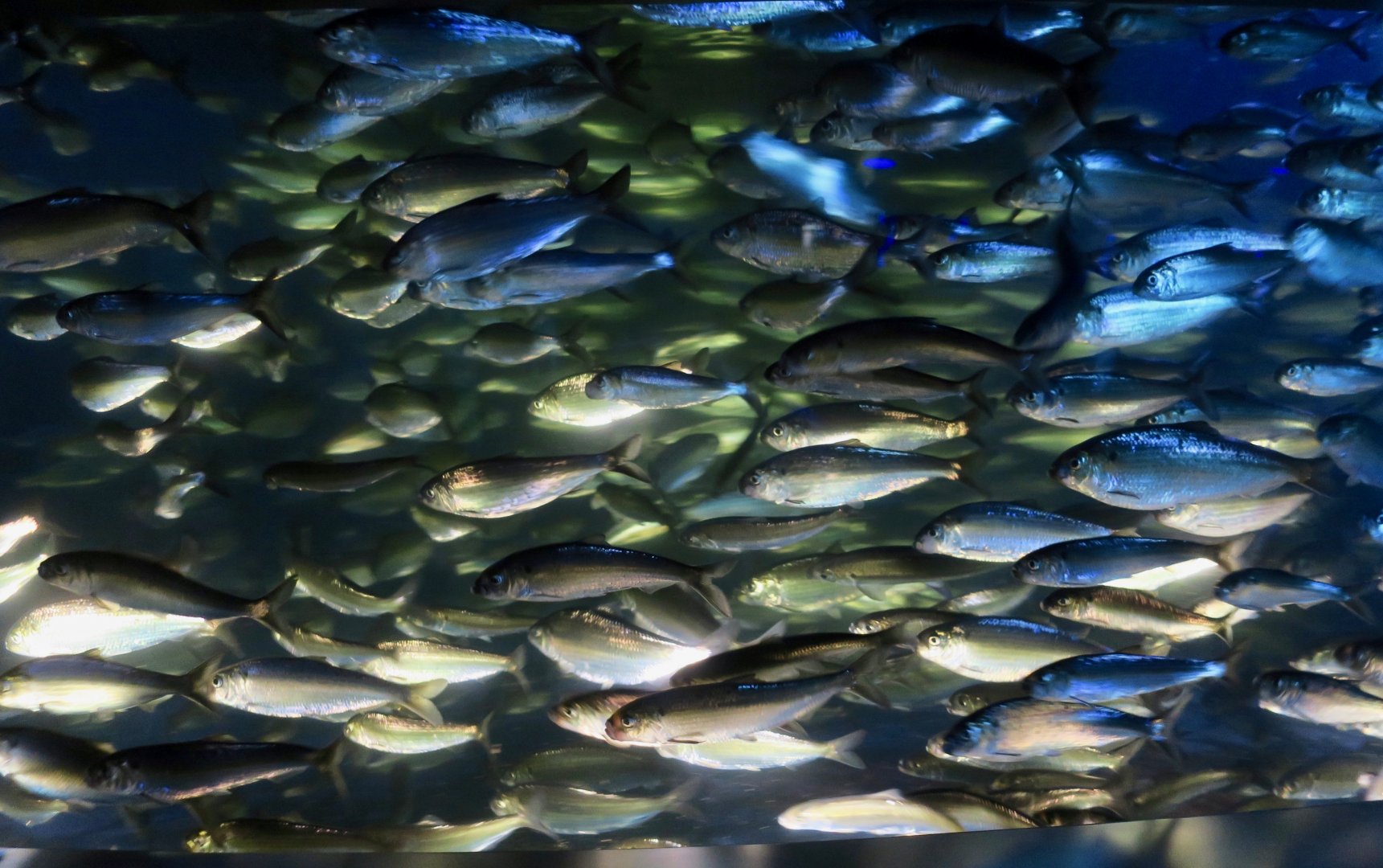 Blueback Herring (Alosa aestivalis)