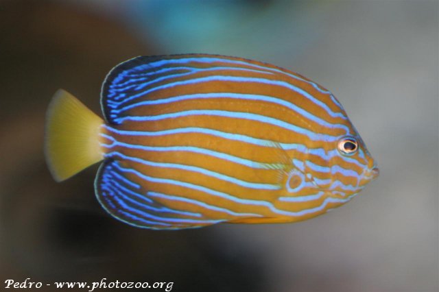 Blueband angelfish (Chaetodontoplus septentrionalis)