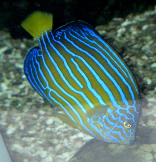 Blueband Angelfish (Chaetodontoplus septentrionalis)