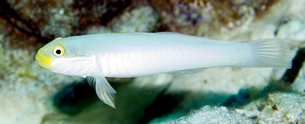 Blueband Glidergoby