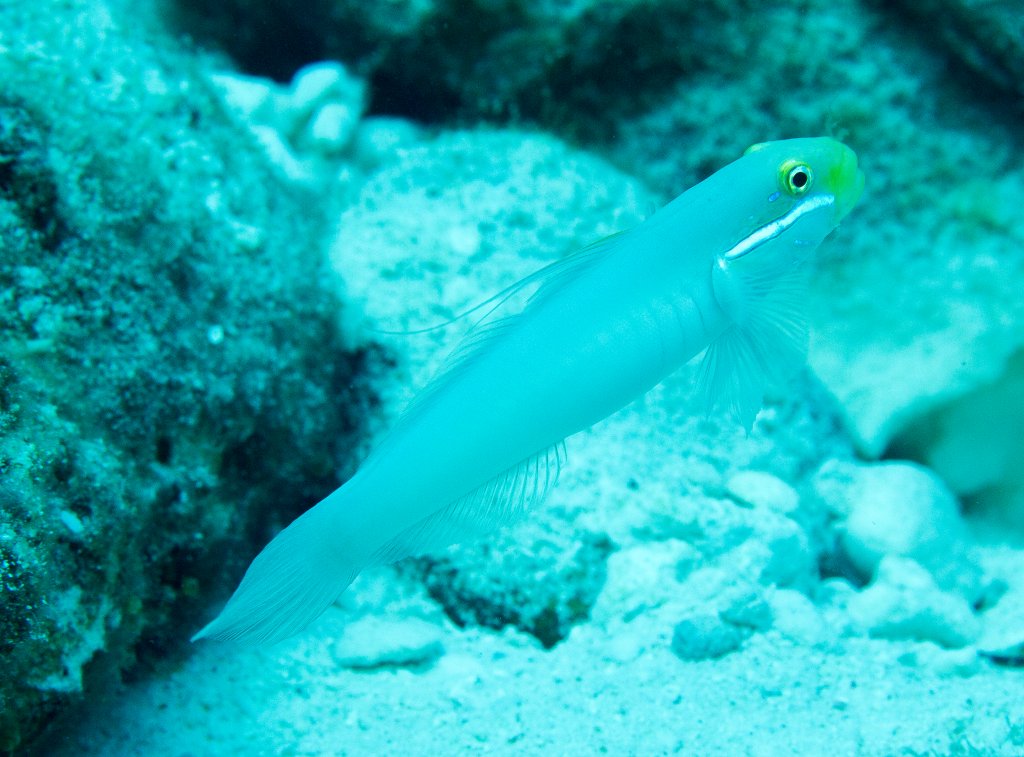 Blueband Glidergoby
