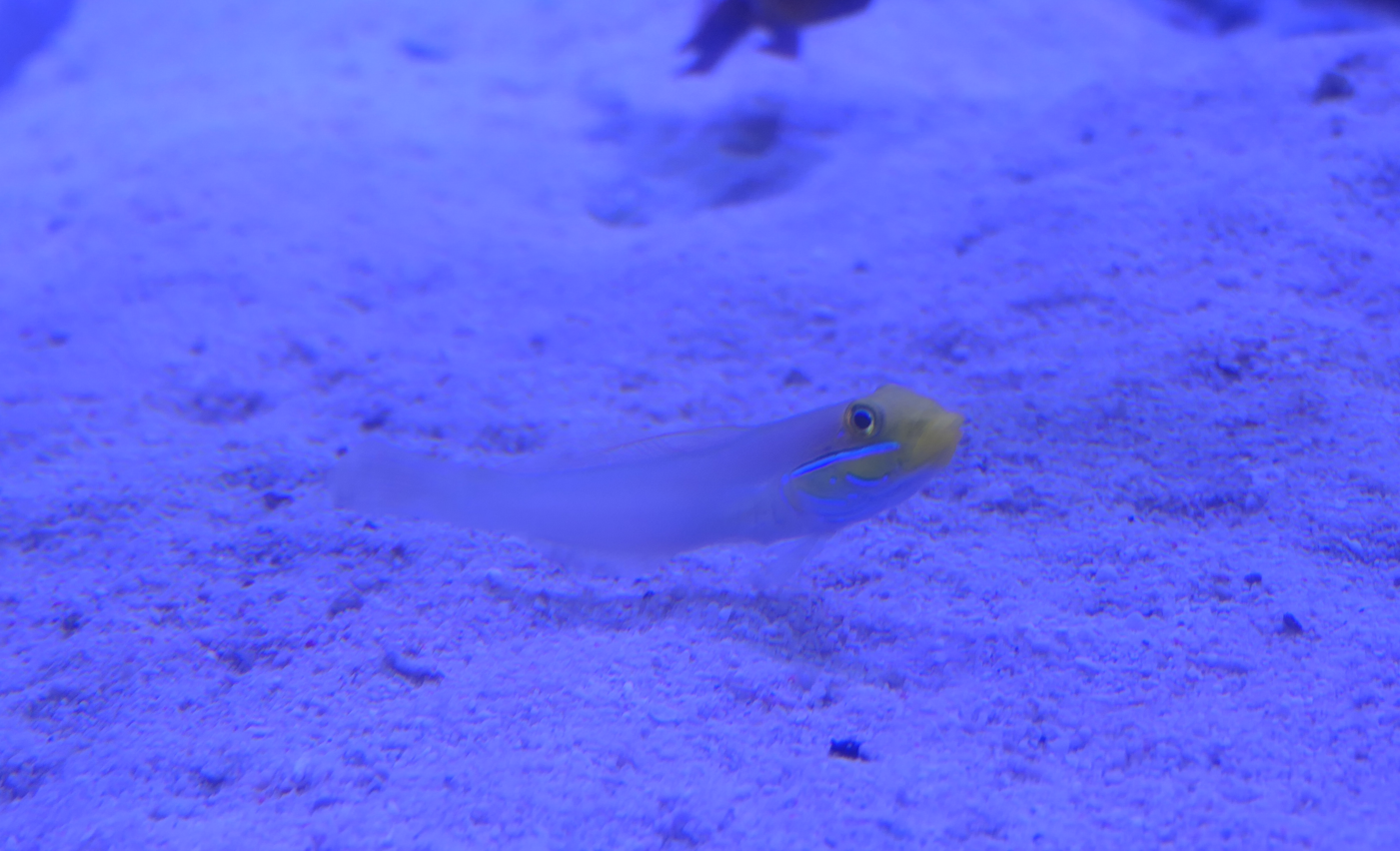 Blueband Goby (Valenciennea strigata) - Uozu Aquarium
