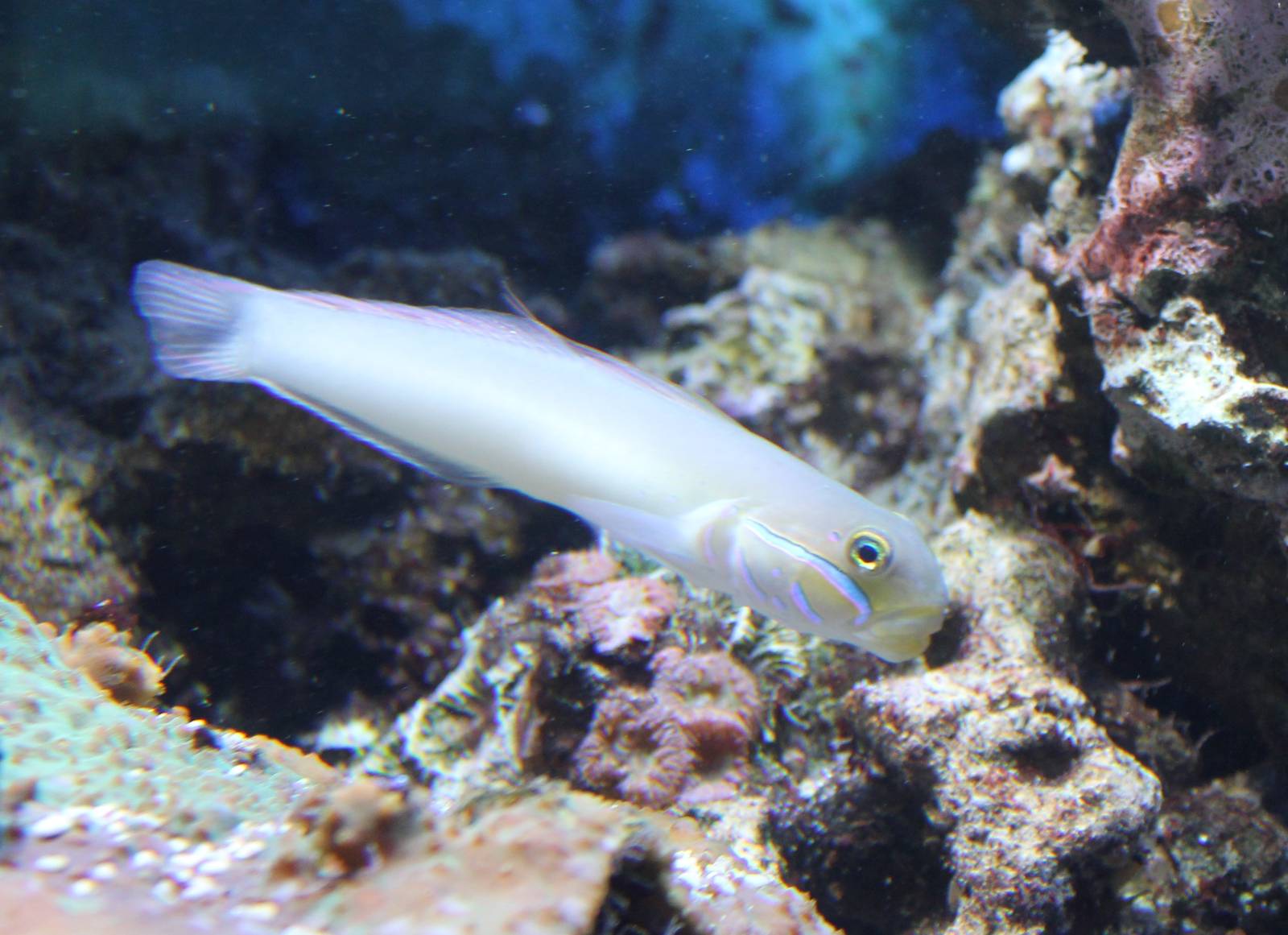 Blueband goby