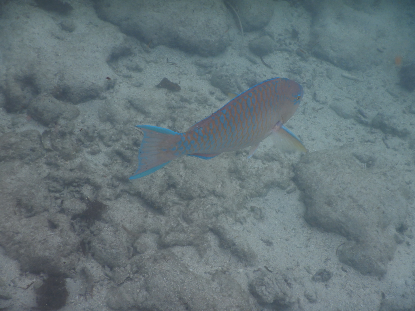 Bluebarred Parrotfish (Scarus ghobban)