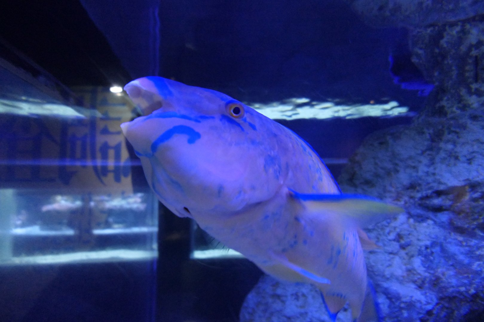 Bluebarred Parrotfish (Scarus ghobban)