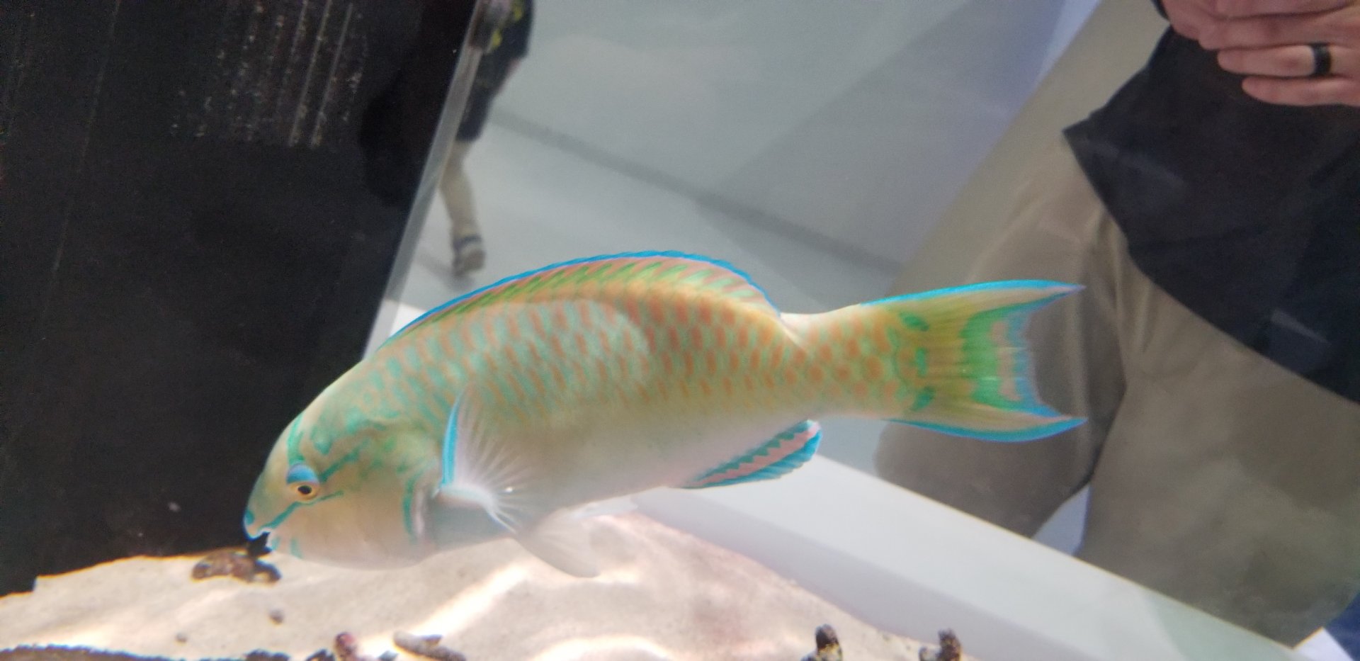 Bluebarred Parrotfish