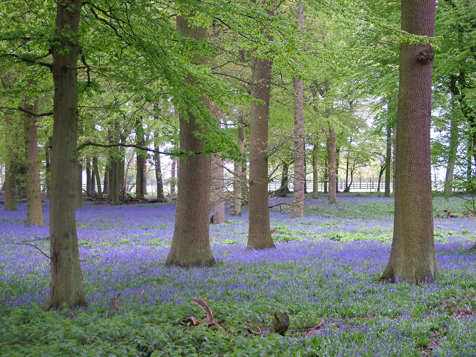 Bluebell Wood at Whipsnade 08/05/10