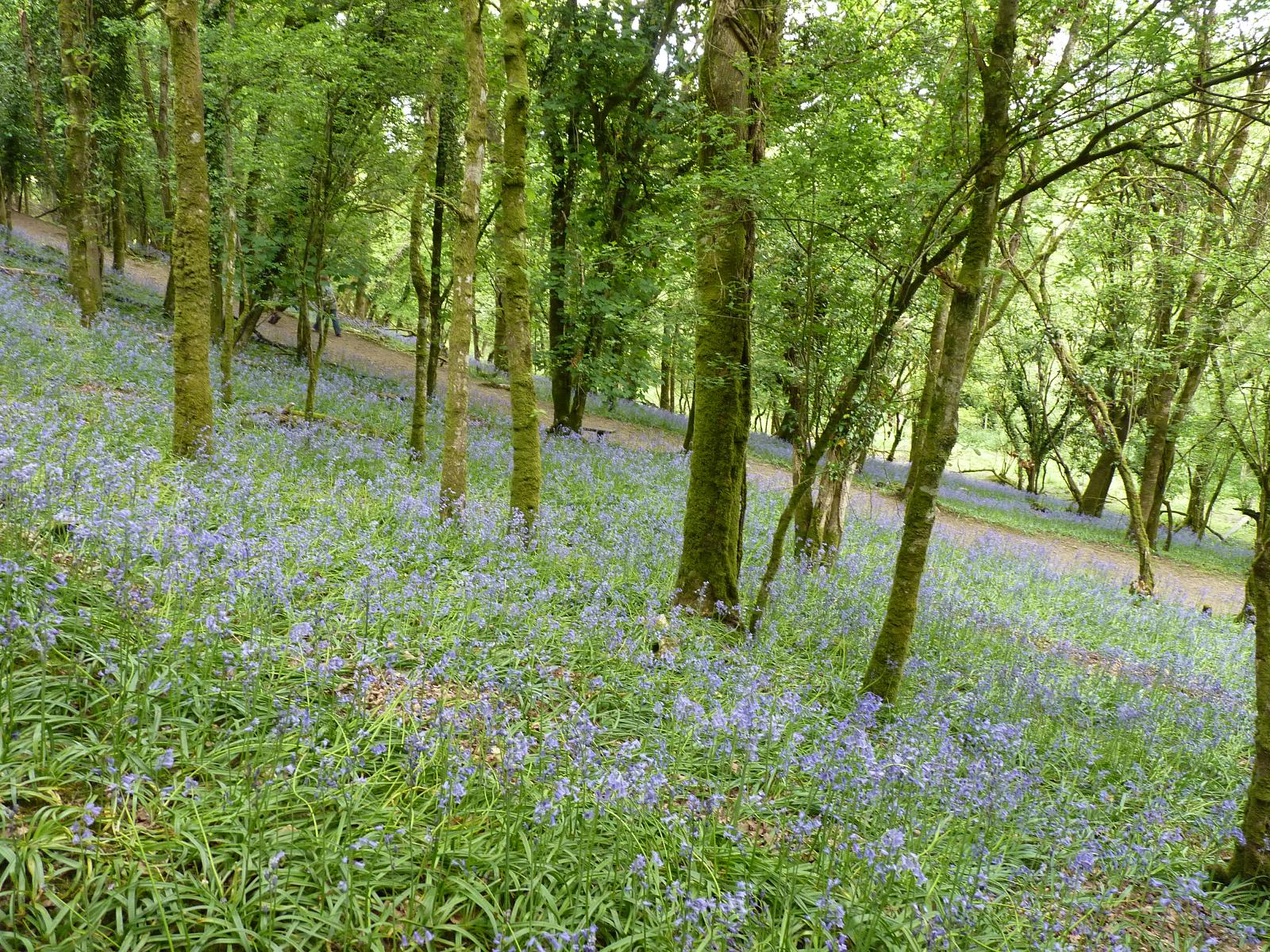 Bluebell Woods