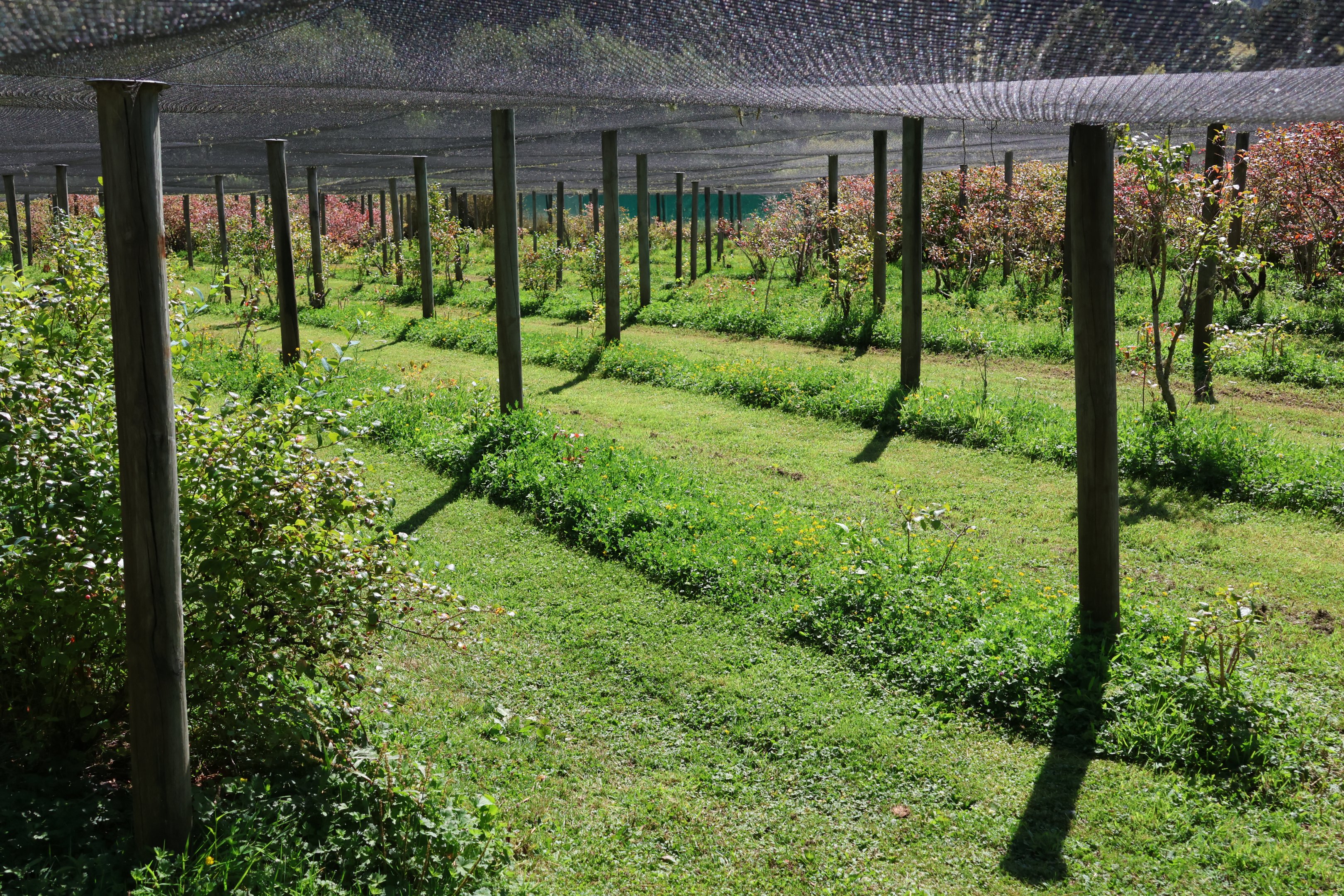 Blueberry crop, Bluebank Blueberry & Emu Farm