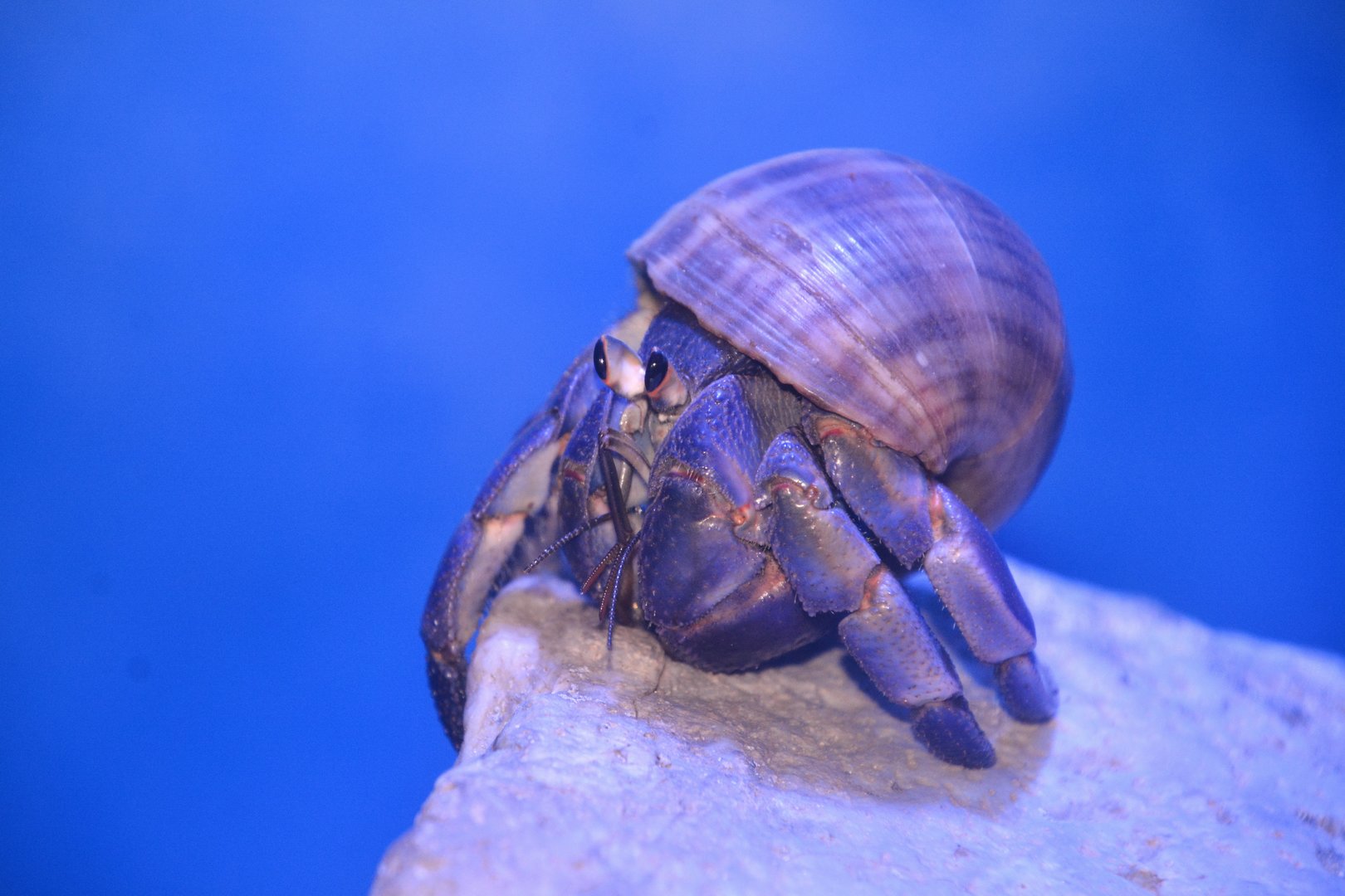 Blueberry hermit crab (Coenobita purpureus)