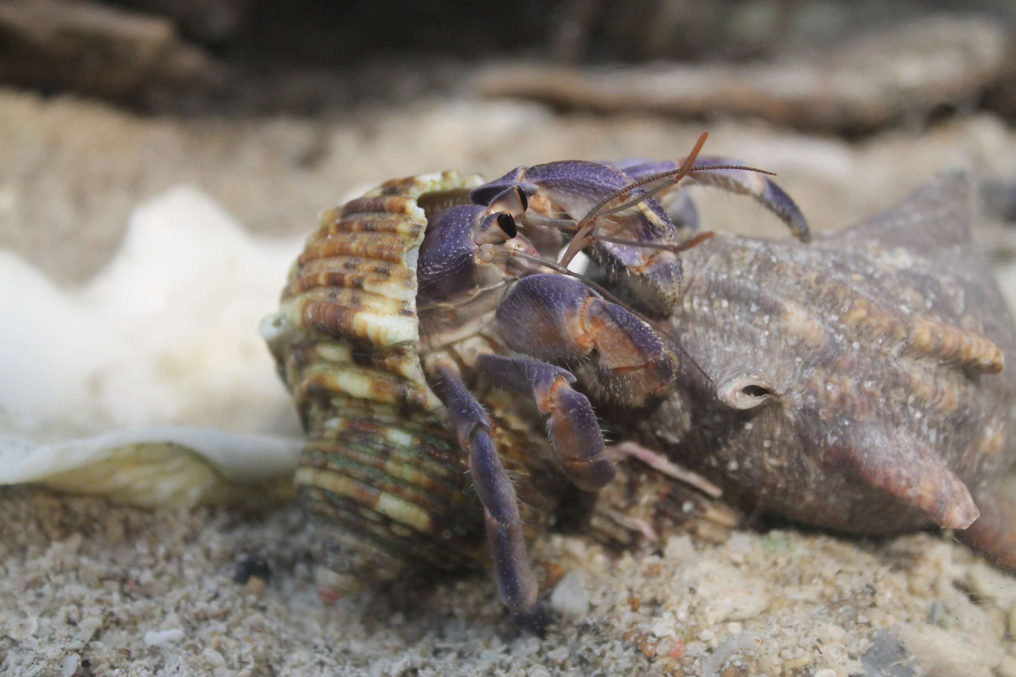 Blueberry Hermit Crab (Coenobita purpureus)