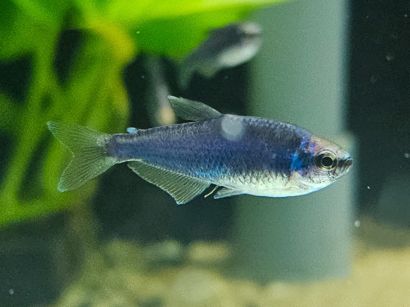 Blueberry Royal Tetra (Inpaicthys kerri var. Super Blue)
