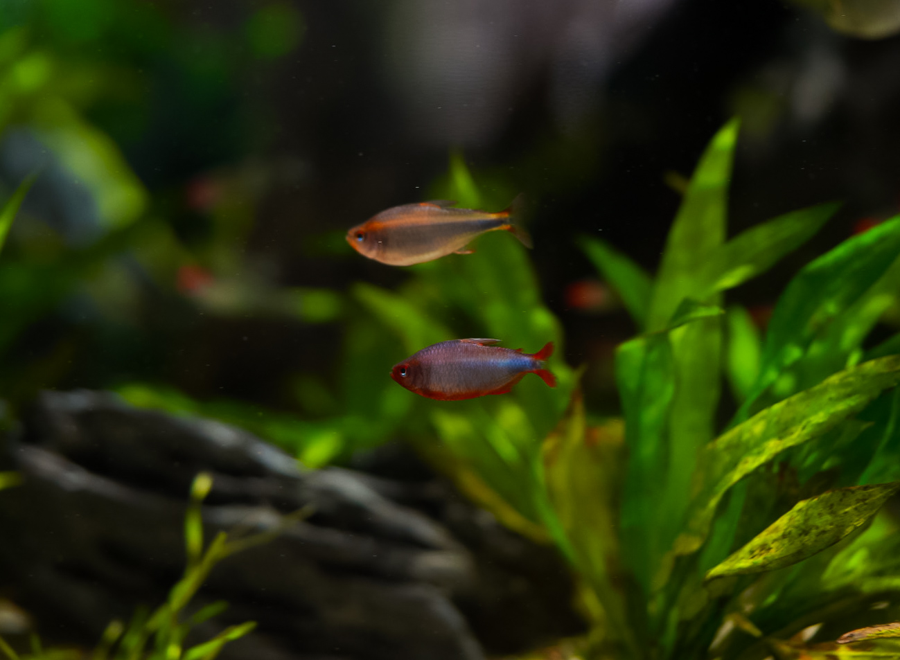Blueberry Tetras (Amazon Spheres)