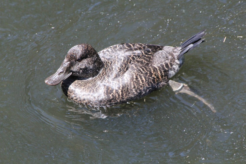 Bluebilled Duck