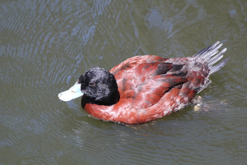 Bluebilled Duck