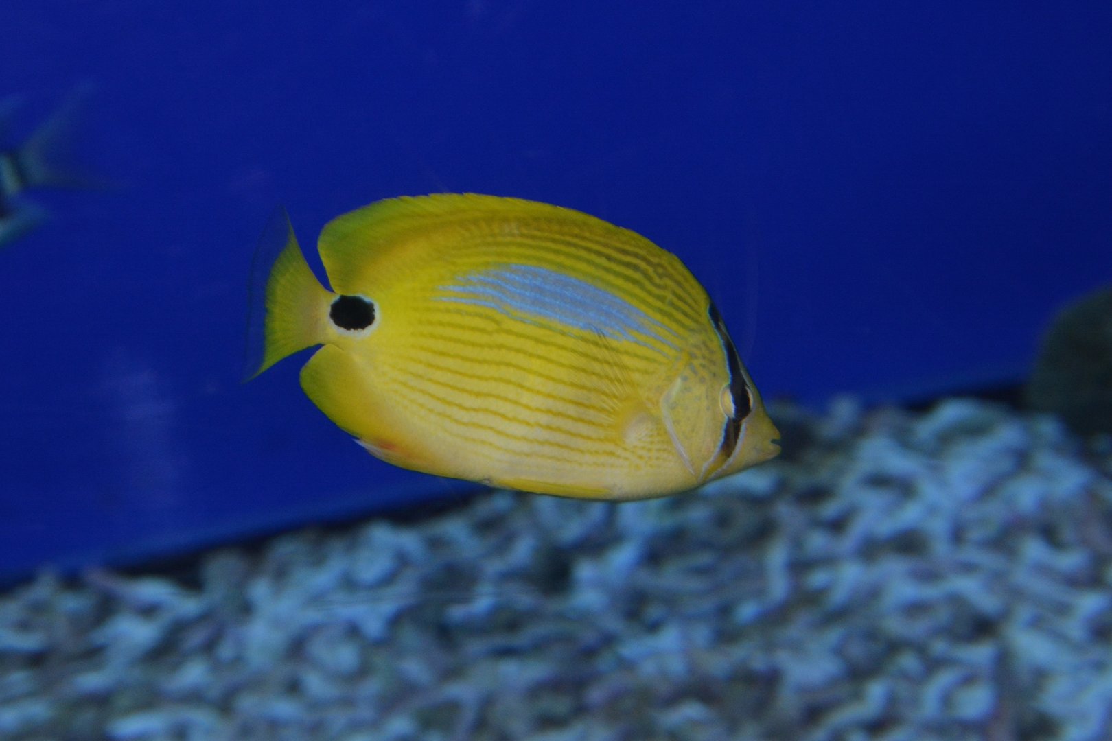 Blueblotch butterflyfish (Chaetodon plebeius)