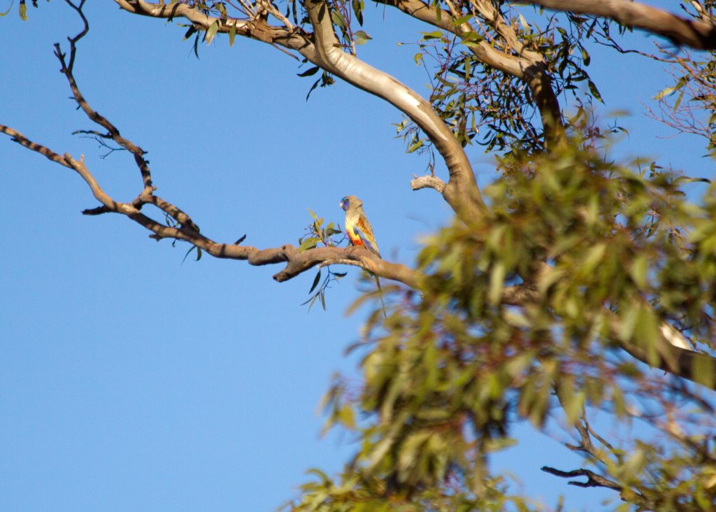 Bluebonnet (Northiella haematogaster haematorrhous)