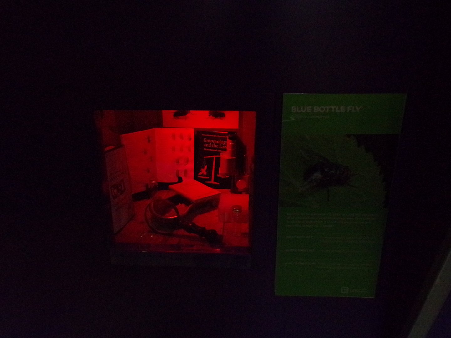 Bluebottle fly exhibit 11.2.25