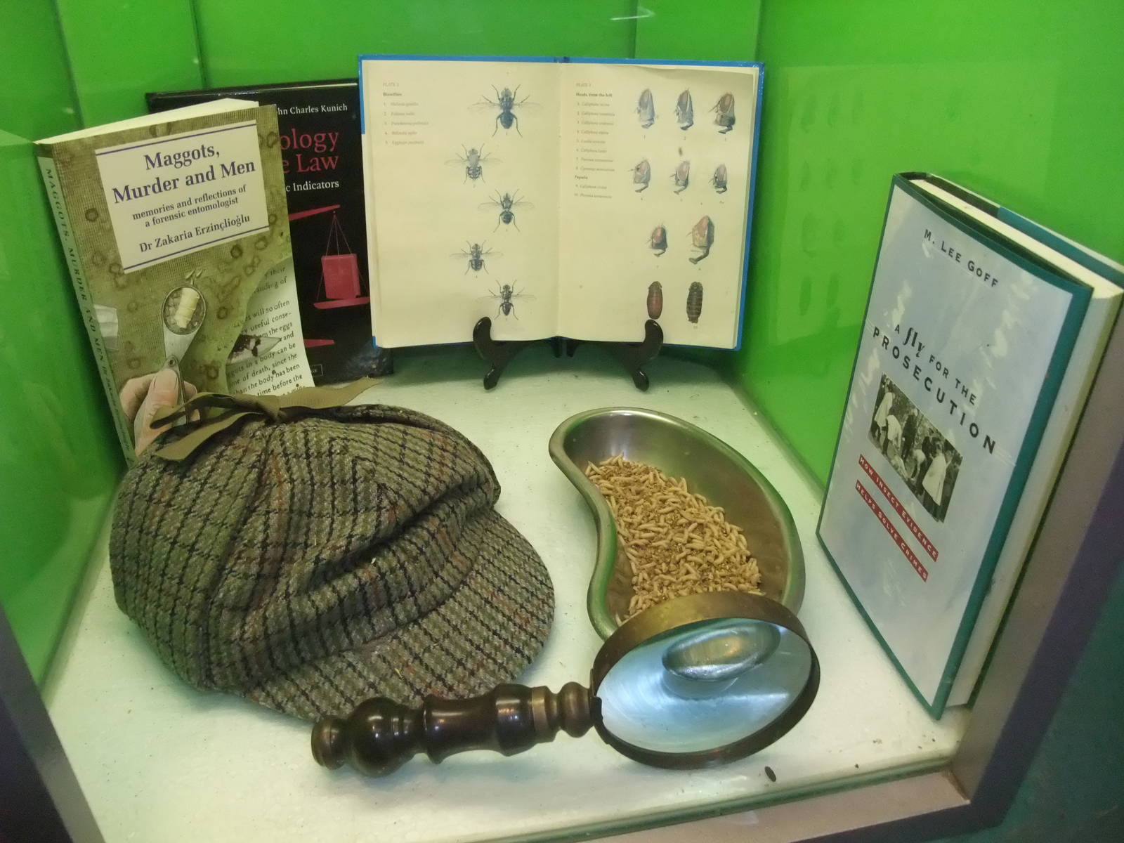 Bluebottle Maggot Exhibit at London, 16/11/11