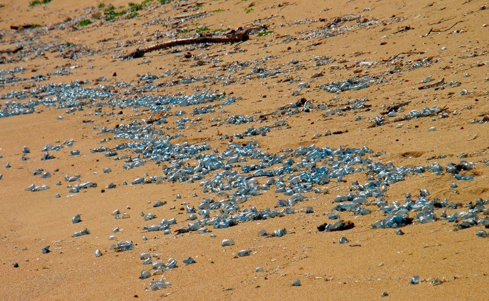 Bluebottles - Lord Howe Island