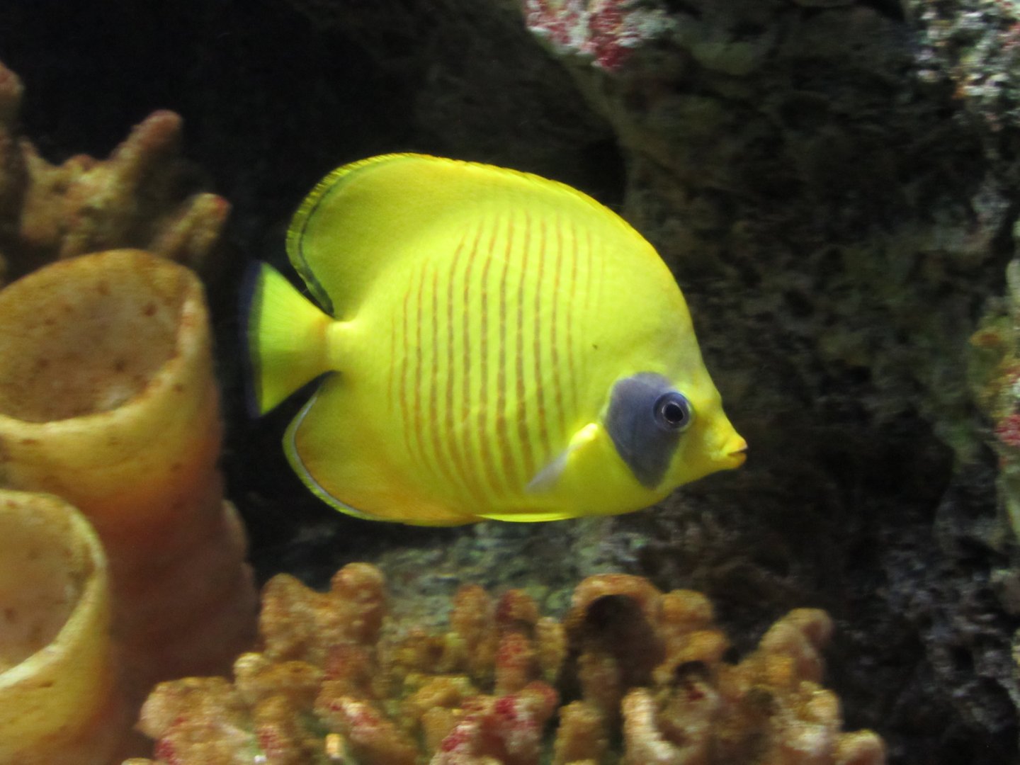 Bluecheek Butterflyfish at Shedd Aquarium