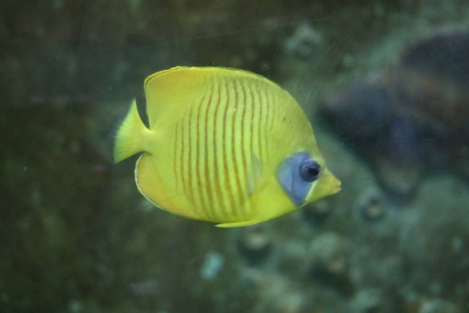 Bluecheek butterflyfish, February 2016