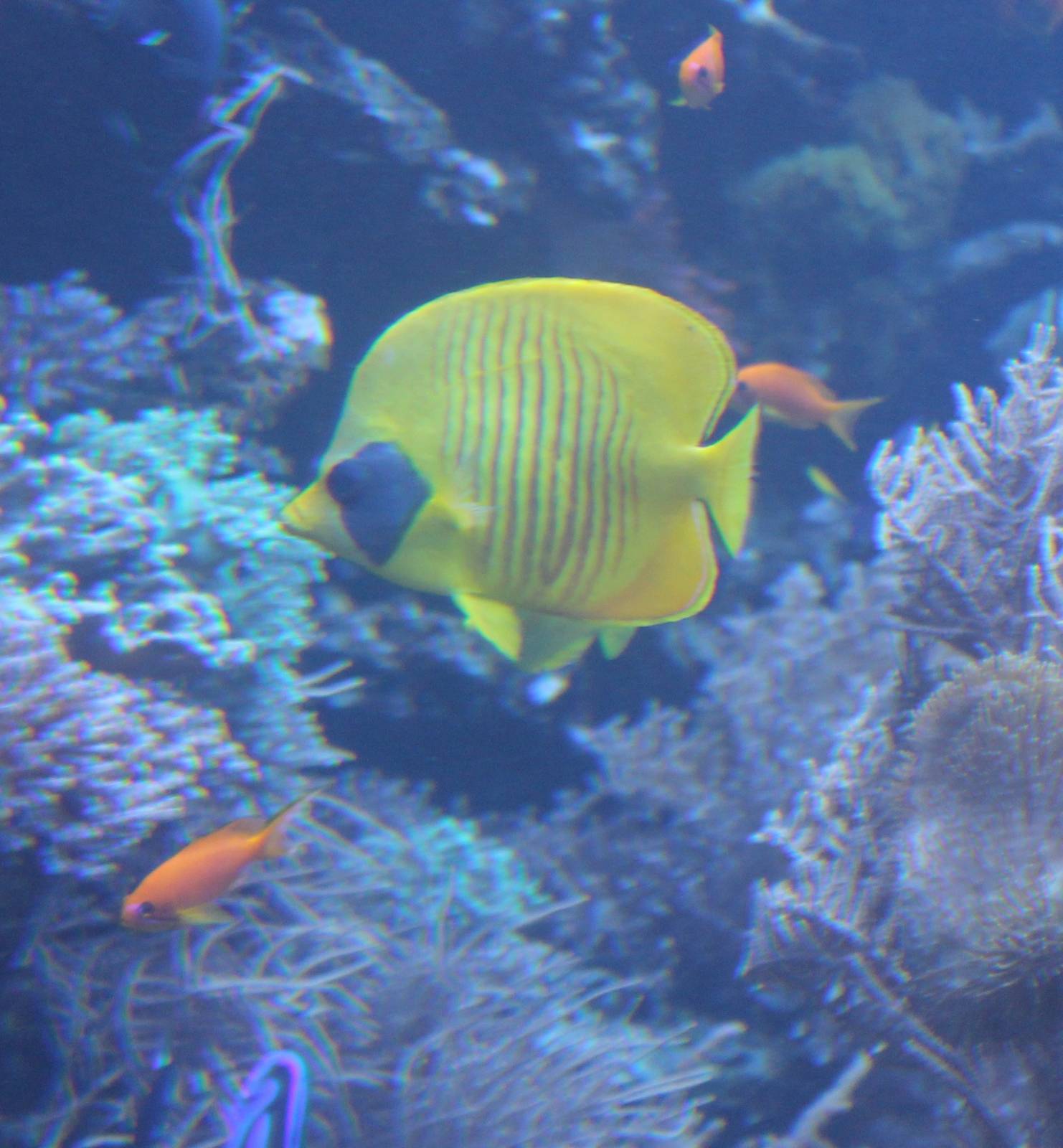 Bluecheek butterflyfish