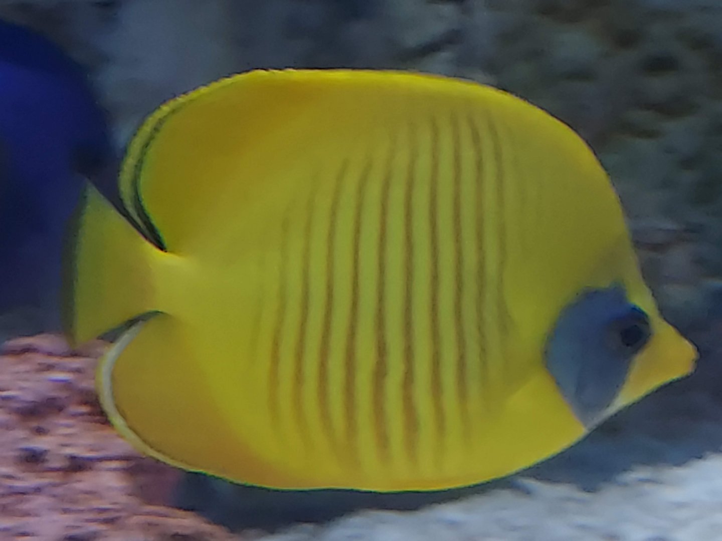 Bluecheek Butterflyfish