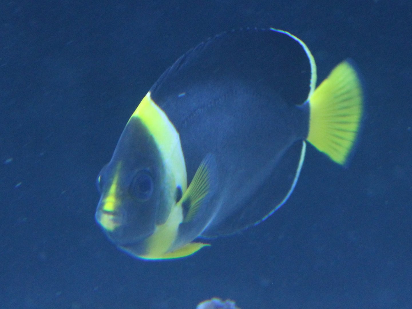 Blueface angelfish - Chaetodontoplus personifer