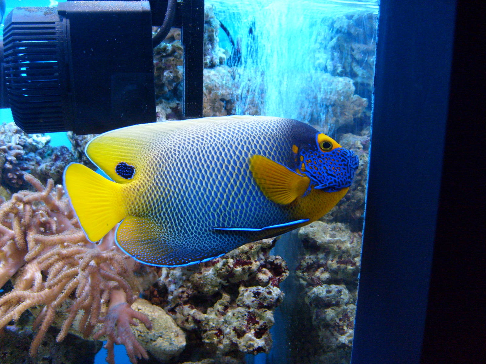 Blueface Angelfish (phased out)