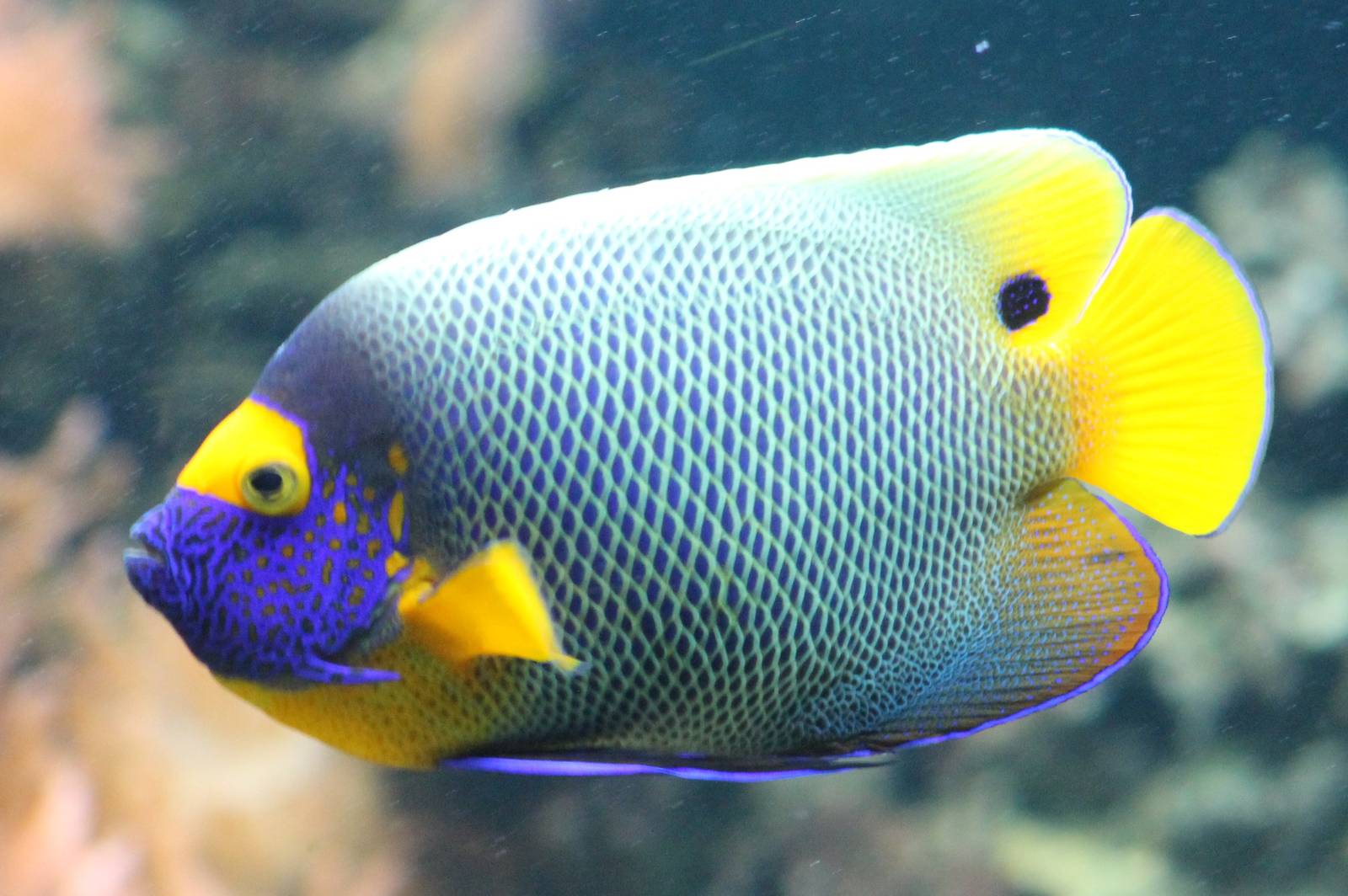 Blueface angelfish