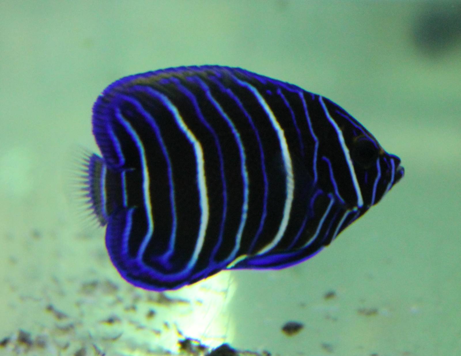 Blueface angelfish