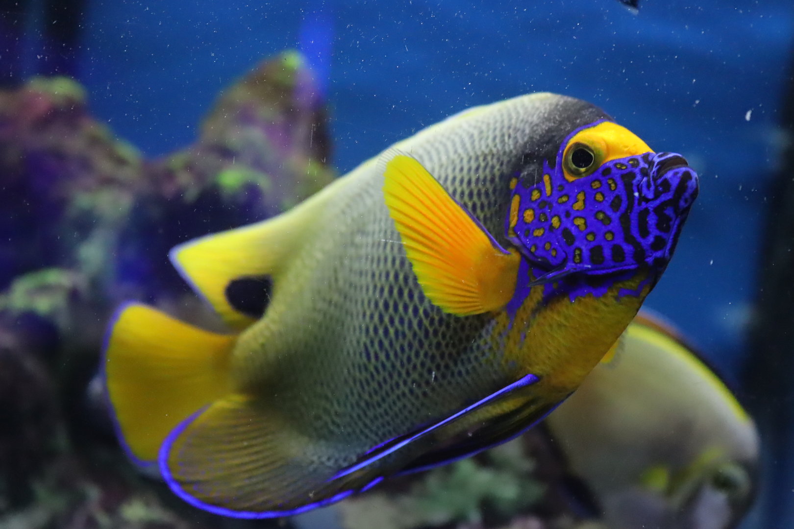 Blueface Angelfish