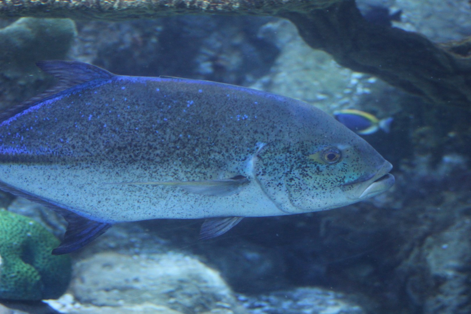 Bluefin Crevalle Jack