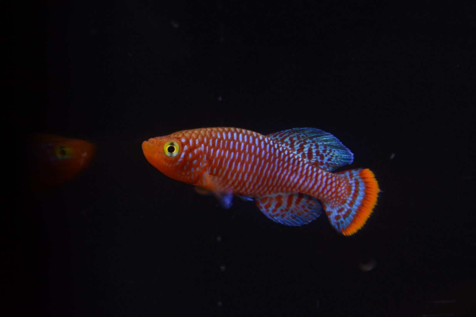 Bluefin nothobranch (Nothobranchius rachovii)