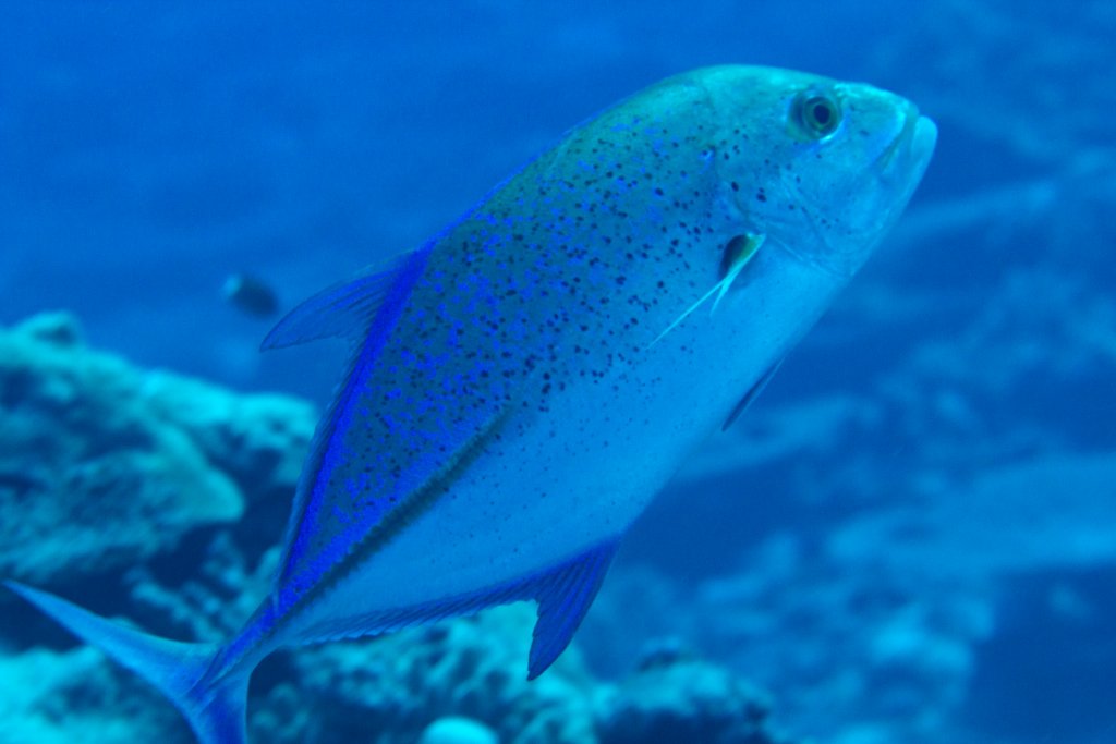 Bluefin Trevally (Caranx melampygus)
