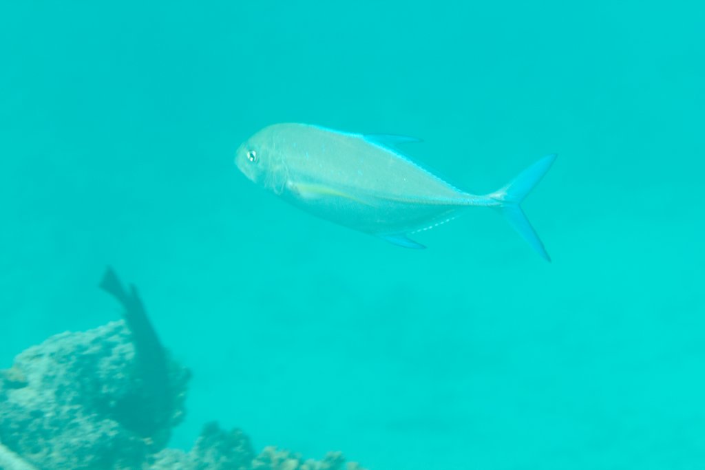 Bluefin Trevally (Caranx melampygus)