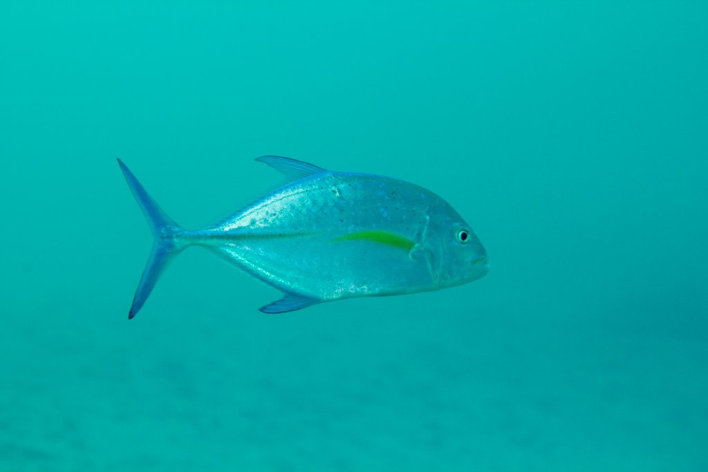 Bluefin Trevally (Caranx melampygus)