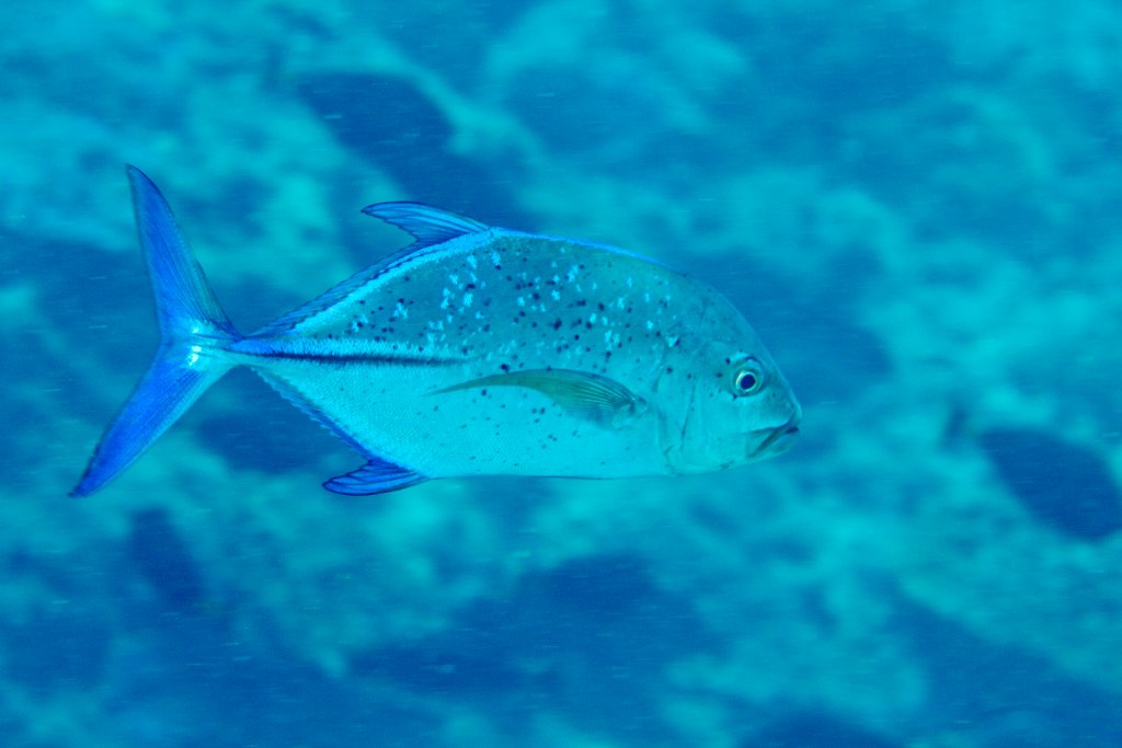 Bluefin Trevally (Caranx melampygus)