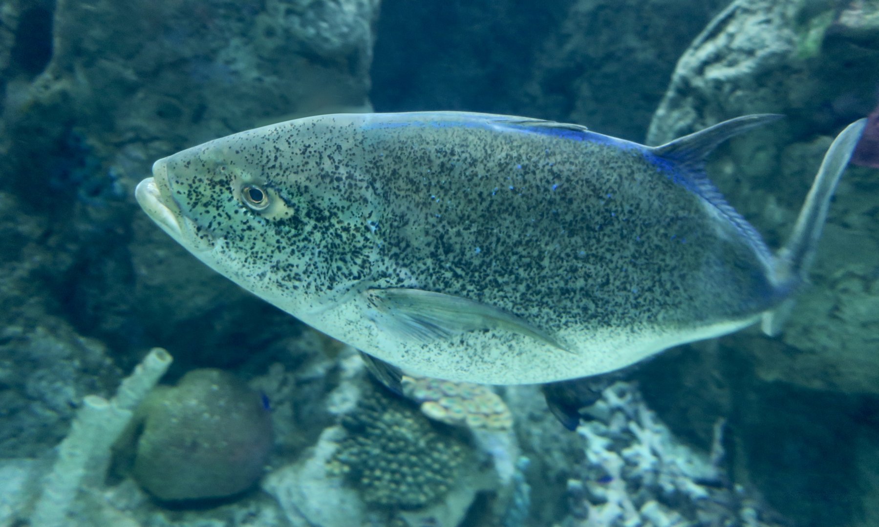 Bluefin Trevally (Caranx melampygus)