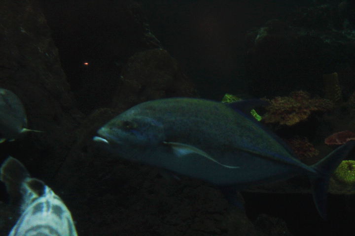 Bluefin trevally (Caranx melampygus)