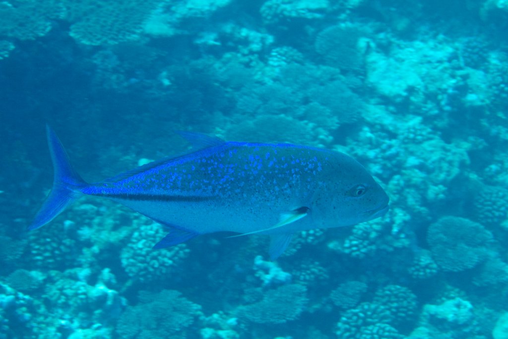Bluefin Trevally (Caranx melapygus)