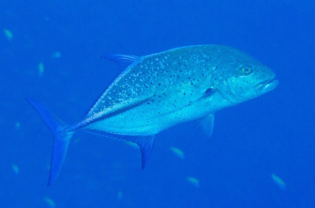 Bluefin Trevally
