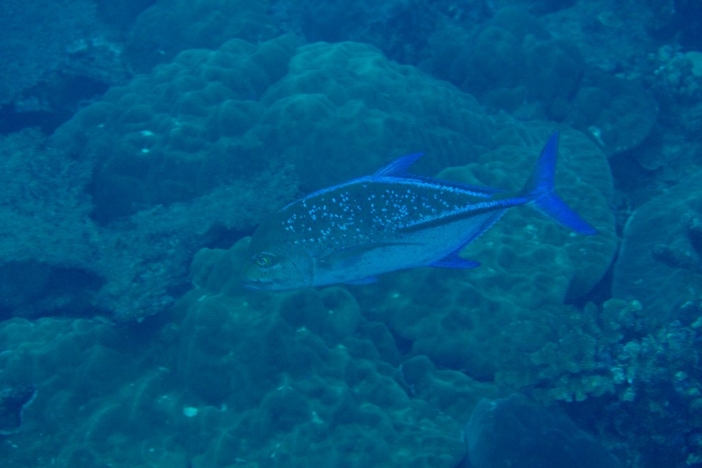 Bluefin Trevally