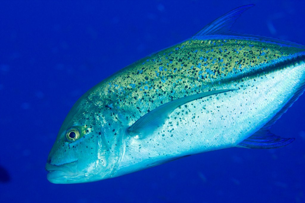 Bluefin Trevally