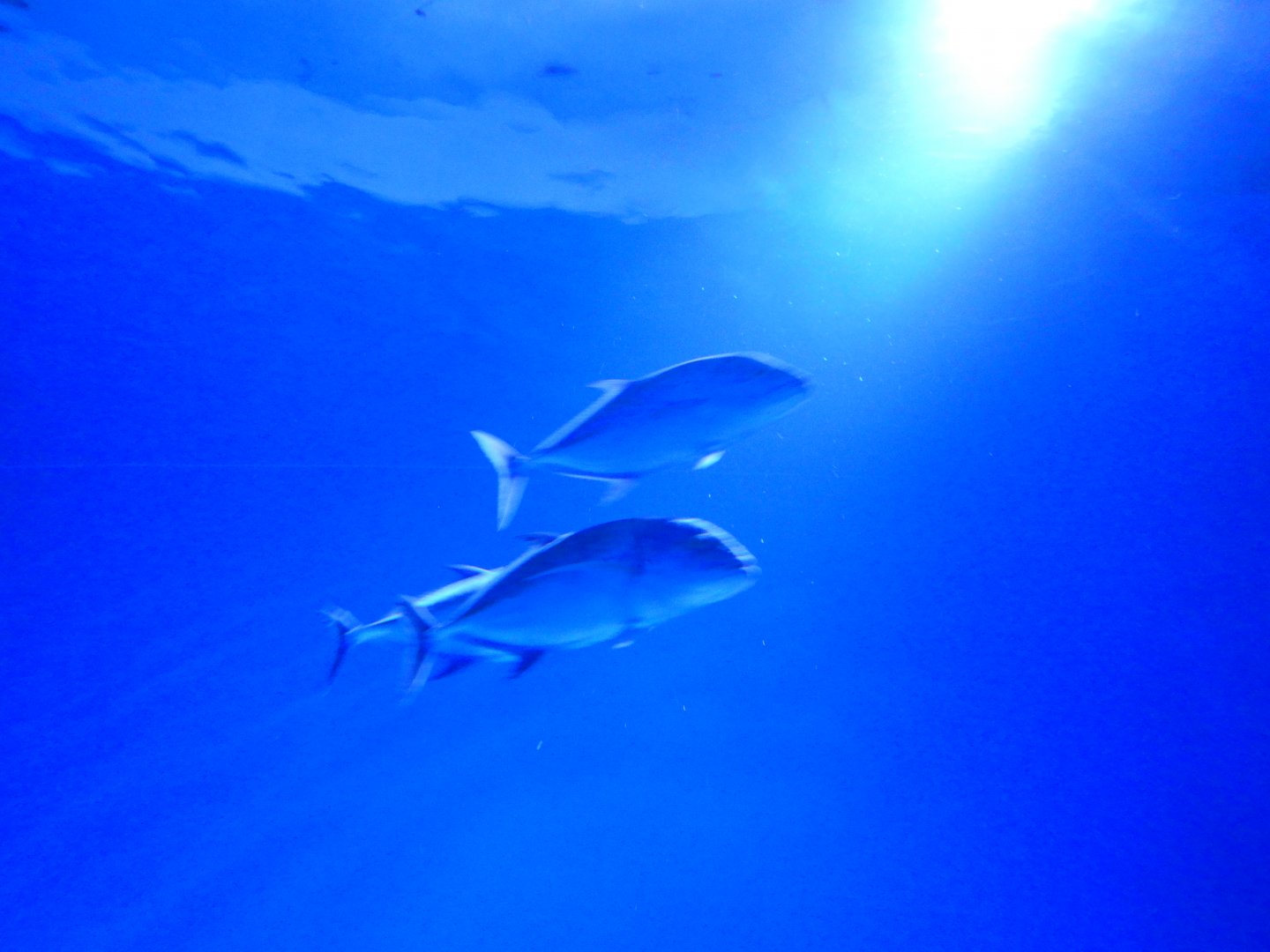 Bluefin Trevally