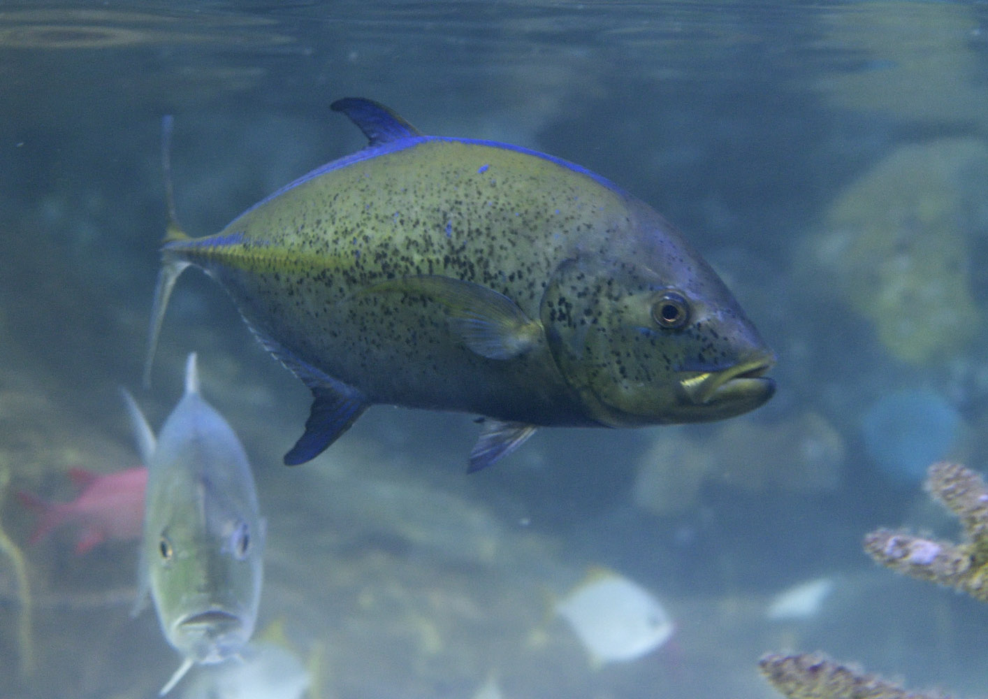 Bluefin trevally