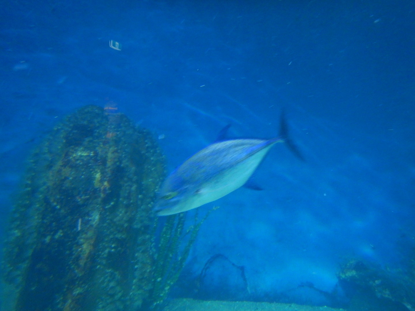 Bluefin Trevally