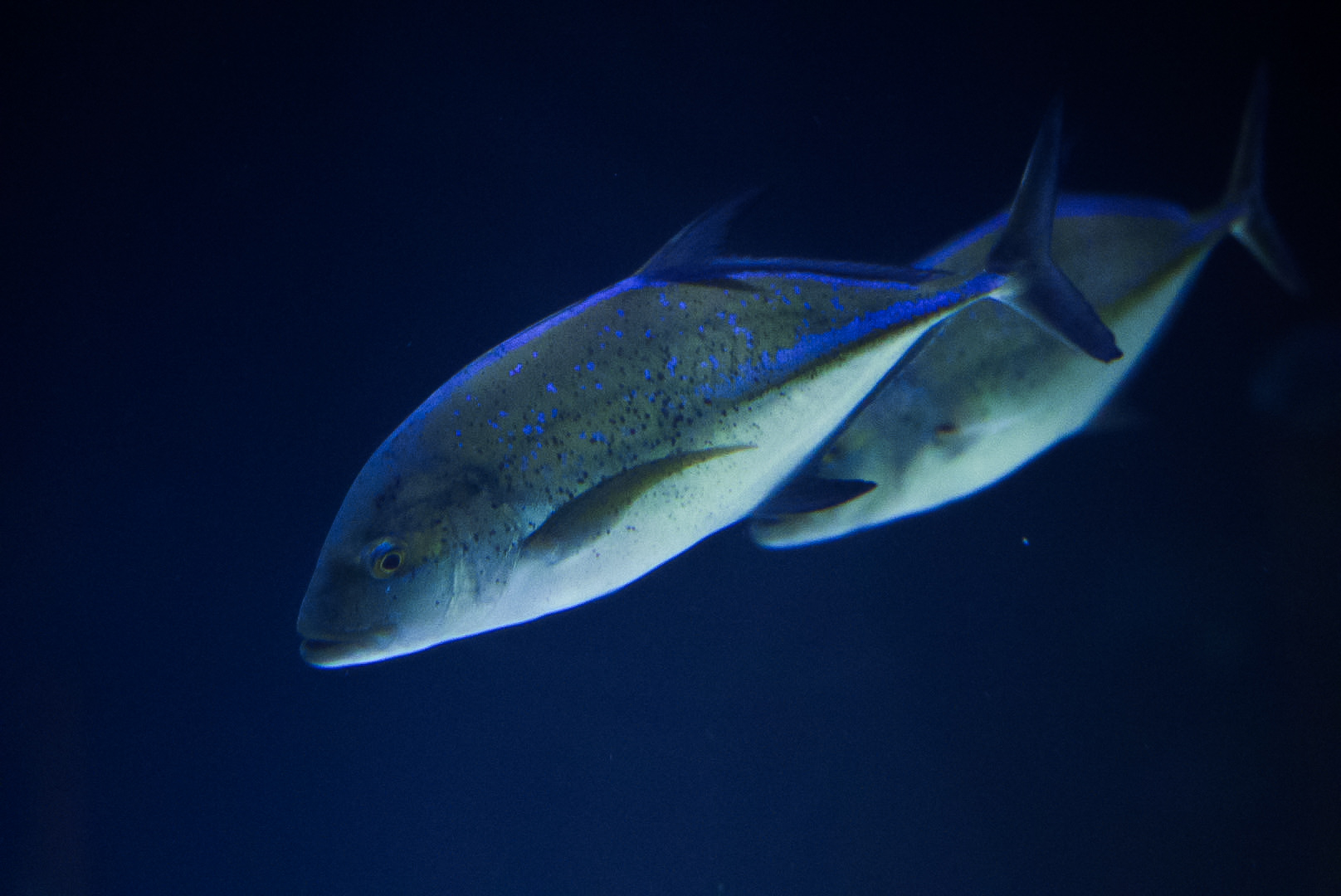 Bluefin Trevally