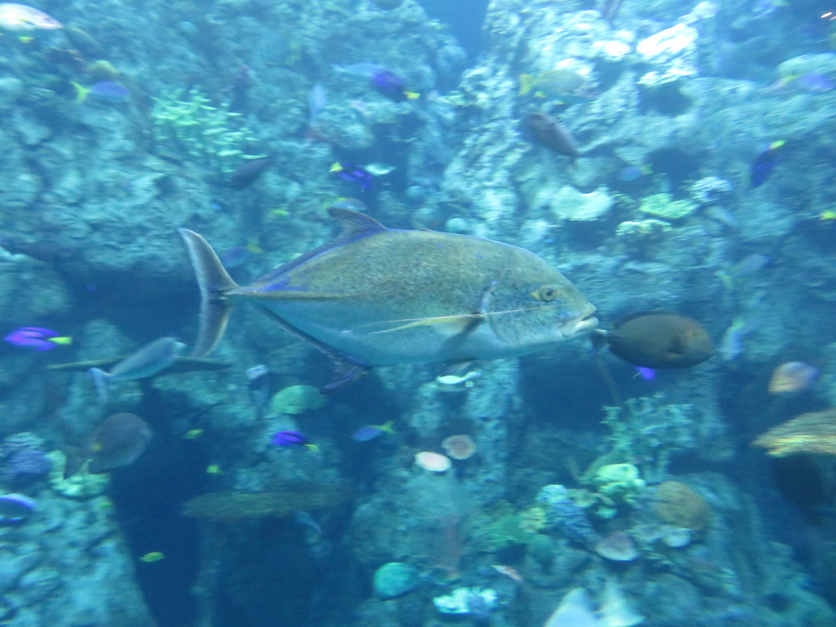 Bluefin Trevally